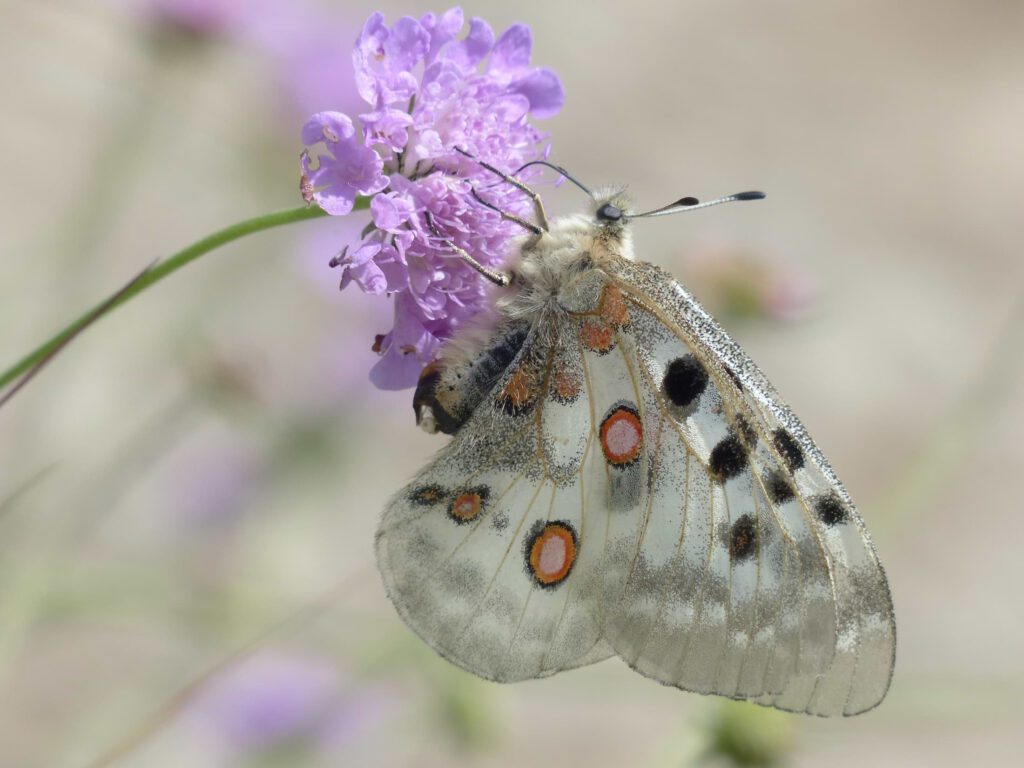 Schmtterling Apollo auf Blume weiß mit schwarz roten Punkten