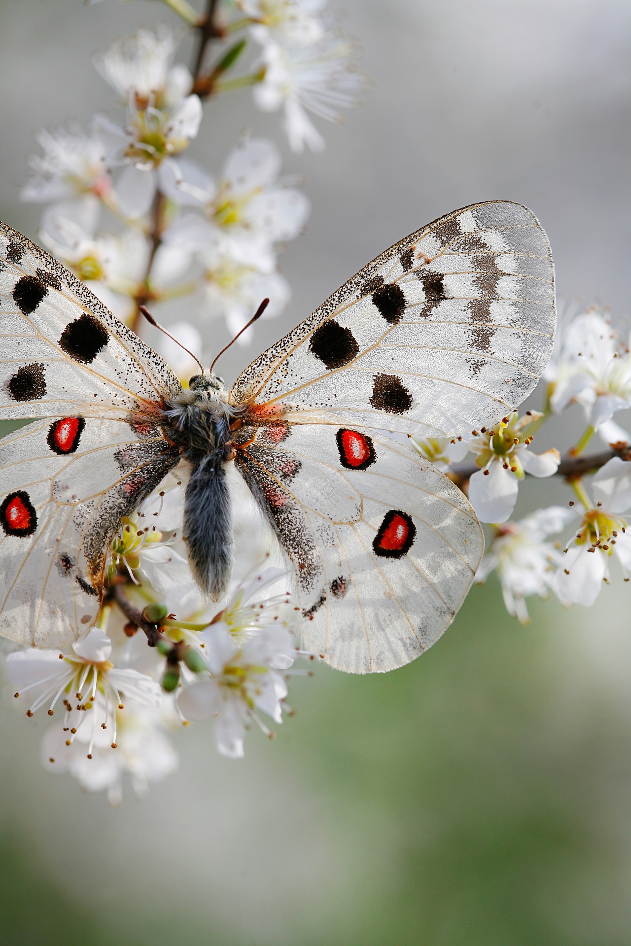 Bedeutung schmetterling Martina Hera